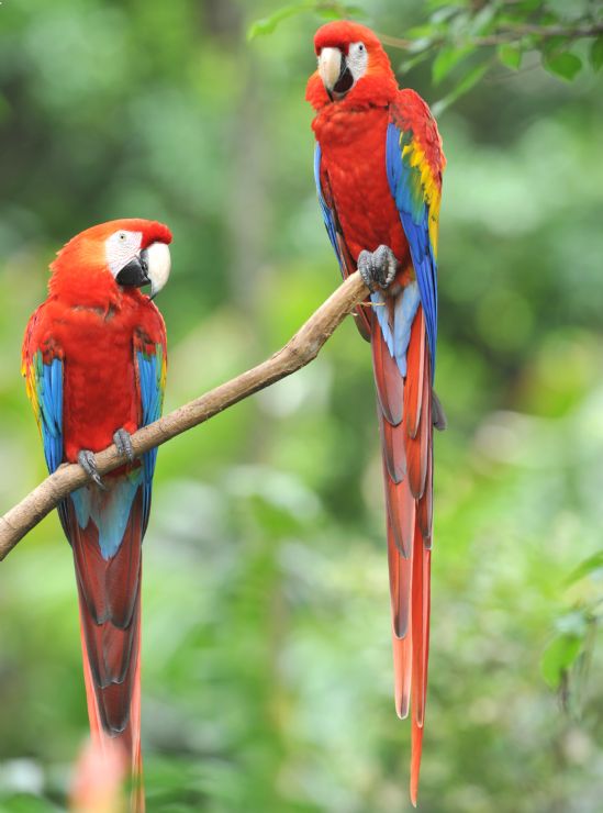 LA FLORA Y FAUNA DE GUANACASTE