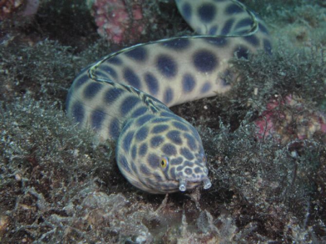 Compa As De Buceo En Puntarenas Norte Costa Rica Una Guia De