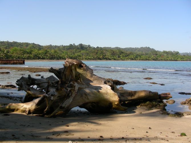 Driftwood lavados para arriba en la playa en Puerto Viejo