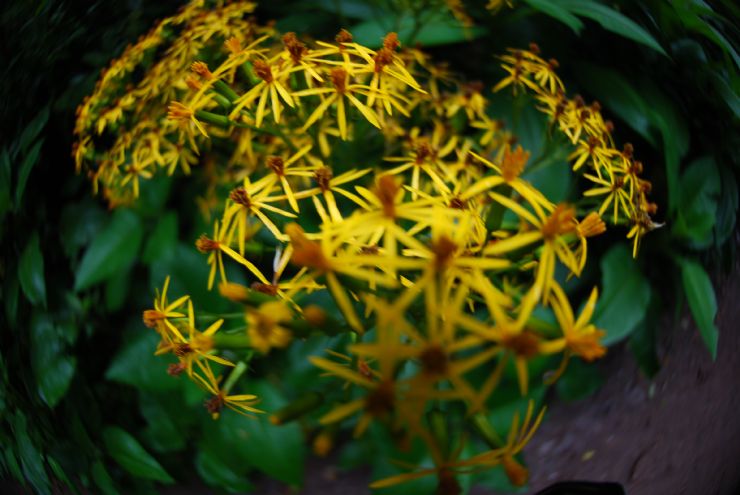 Hermosas Flores en Costa Rica - Galeria de Fotos - Go Visit Costa Rica