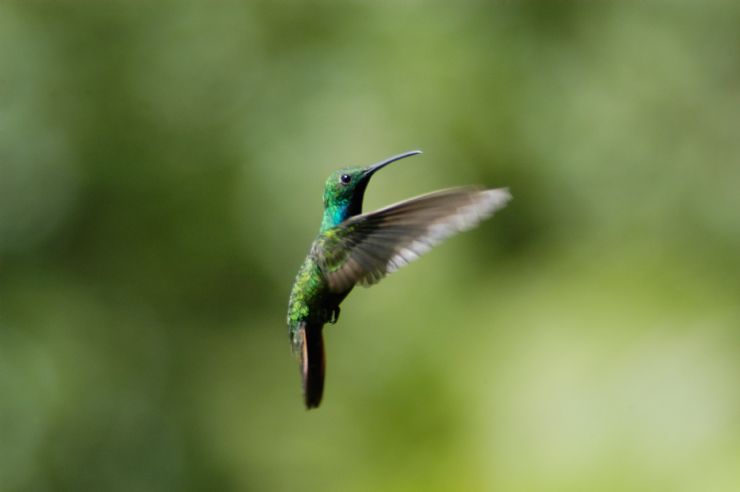 Sorprendentes Colibries en Costa Rica - Galeria de Fotos - Go Visit