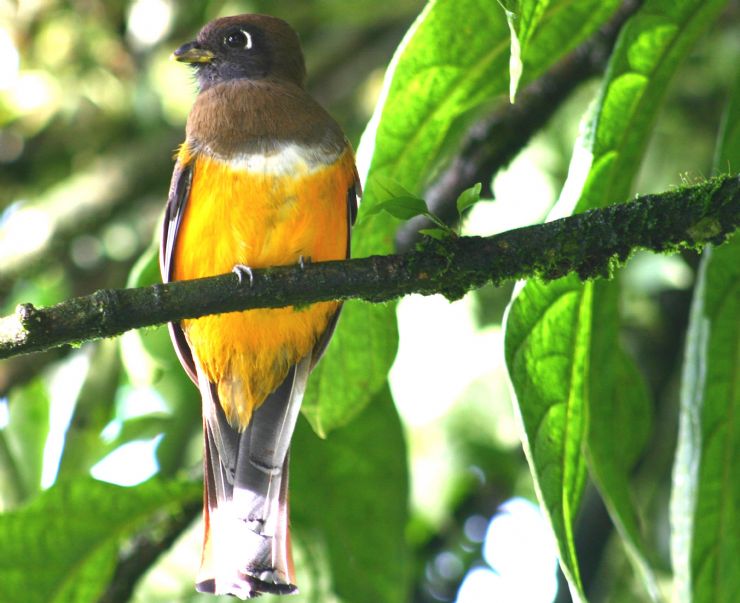 Aves De Costa Rica Galeria De Fotos Go Visit Costa Rica