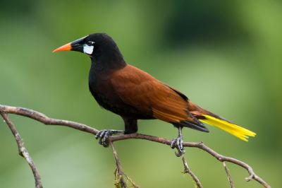 Aves De Costa Rica Galeria De Fotos Go Visit Costa Rica