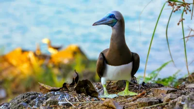 Aves de Costa Rica - Galeria de Fotos - Go Visit Costa Rica